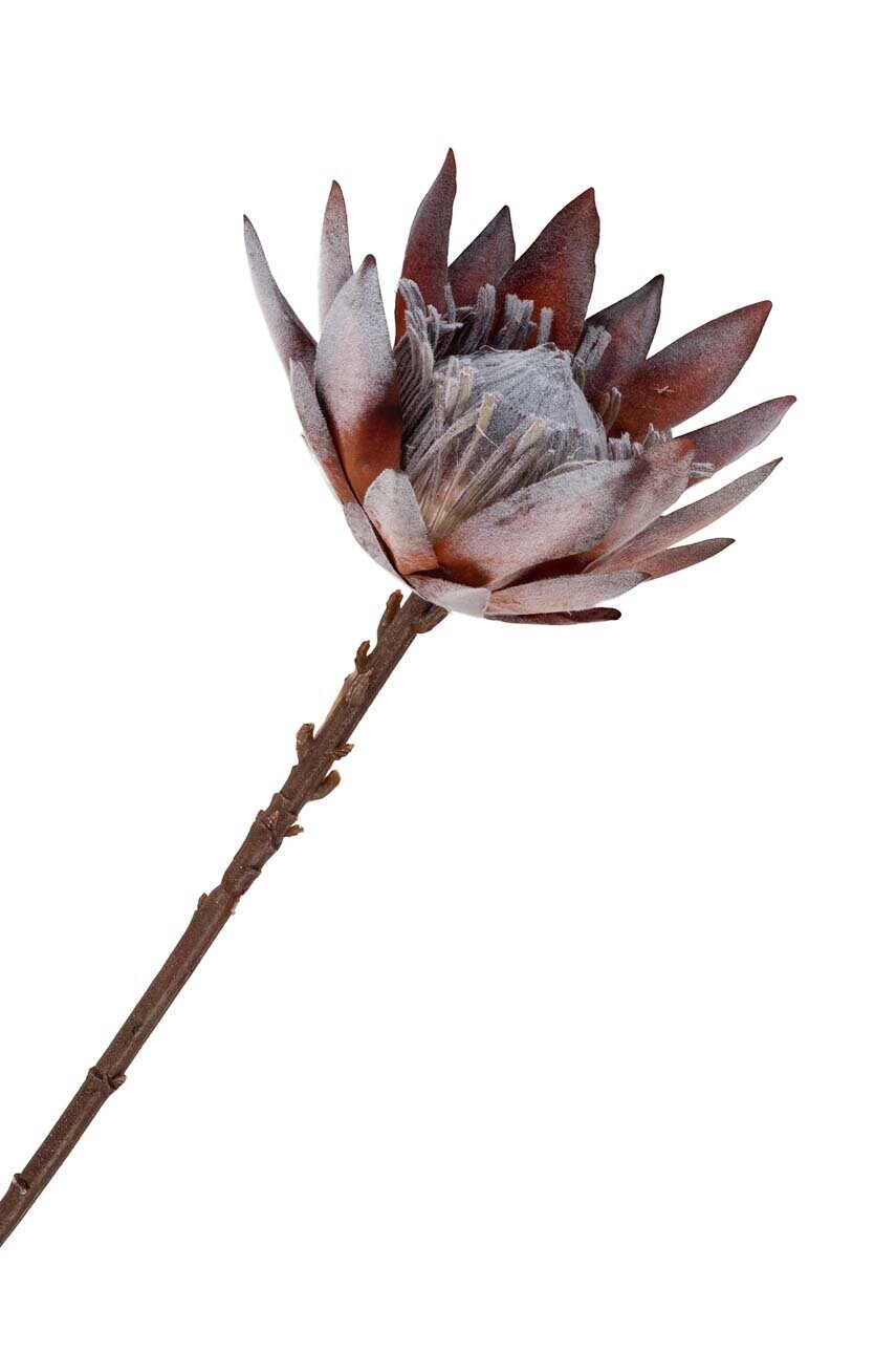 Штучні квіти King Protea Bouquet 2