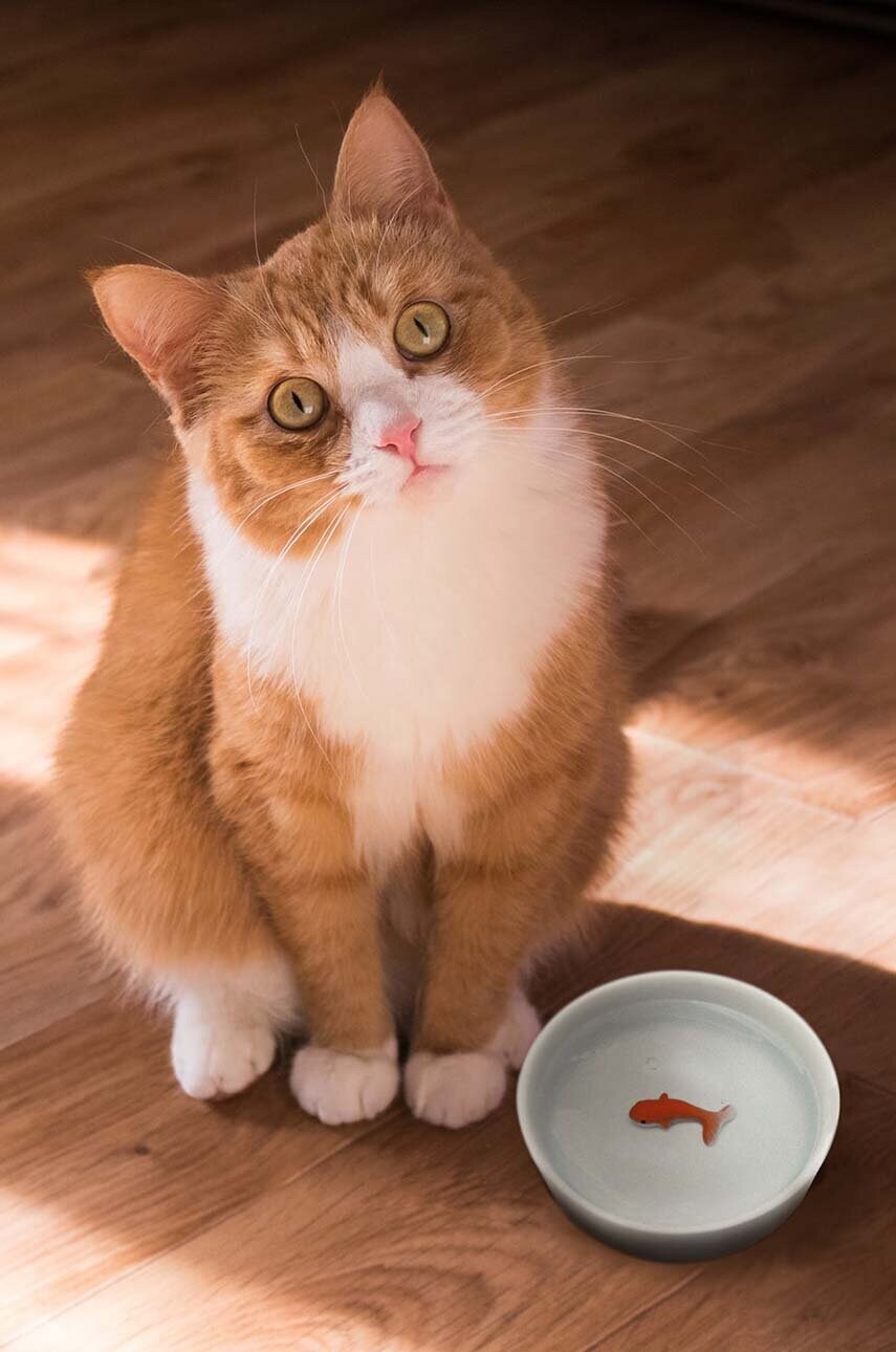 Миска для води для кота Goldfish 2