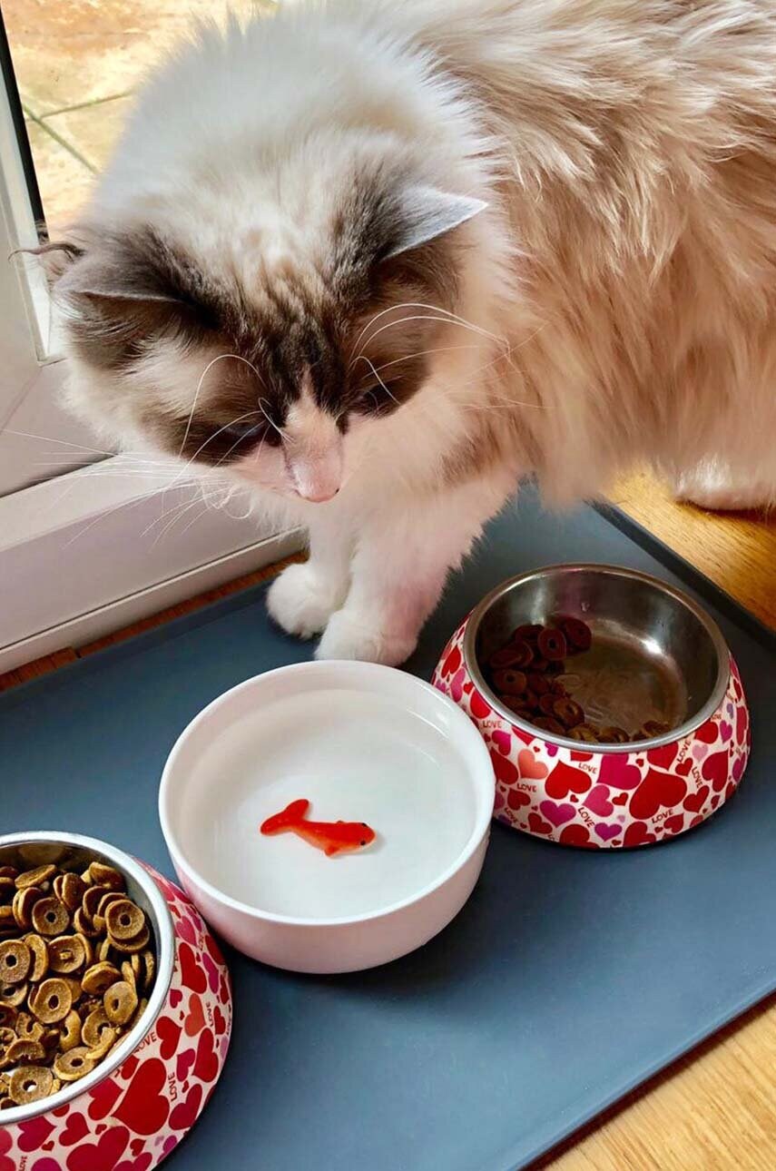 Миска для води для кота Goldfish 3