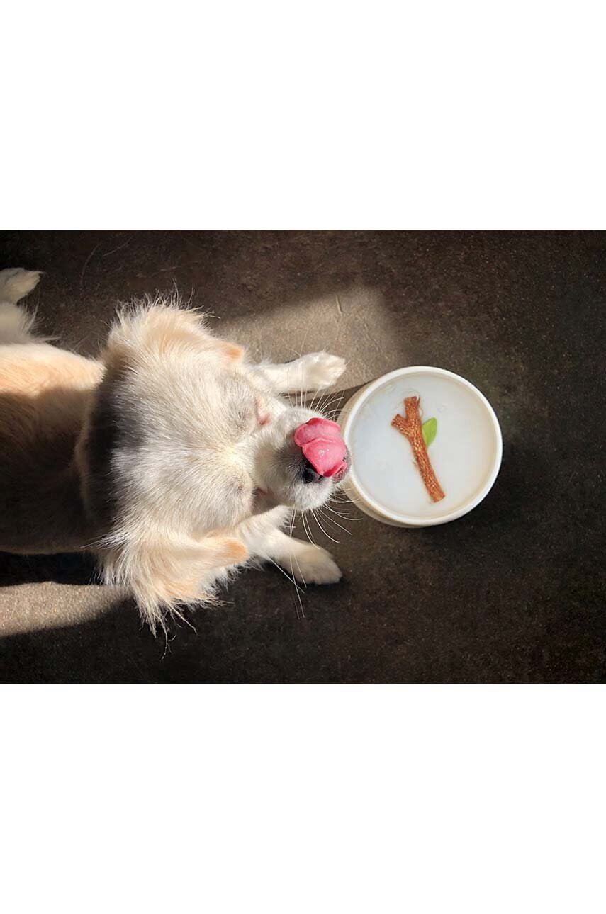 Миска на воду для собаки Fetch Stick 3